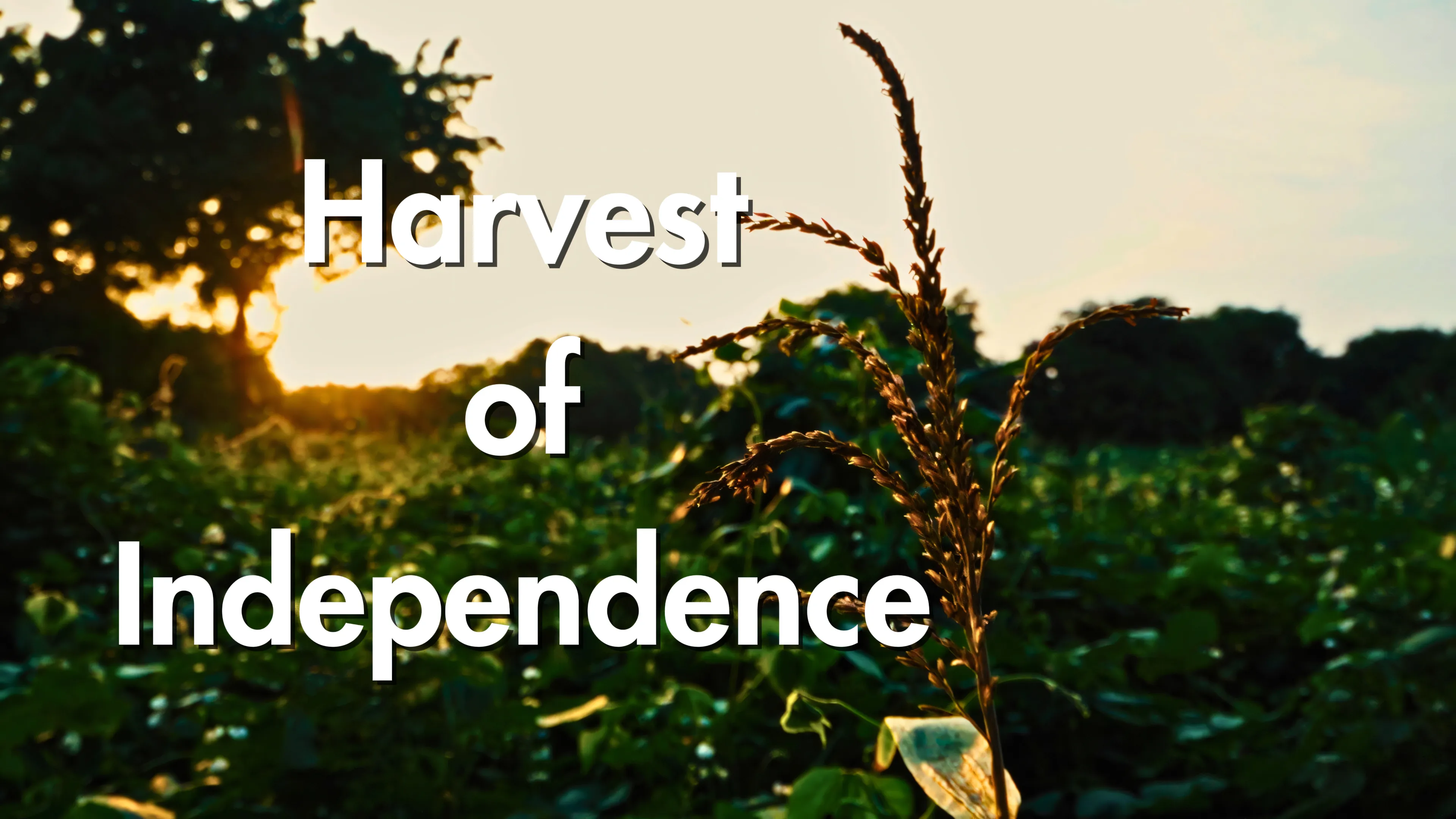 Harvest of Independence poster